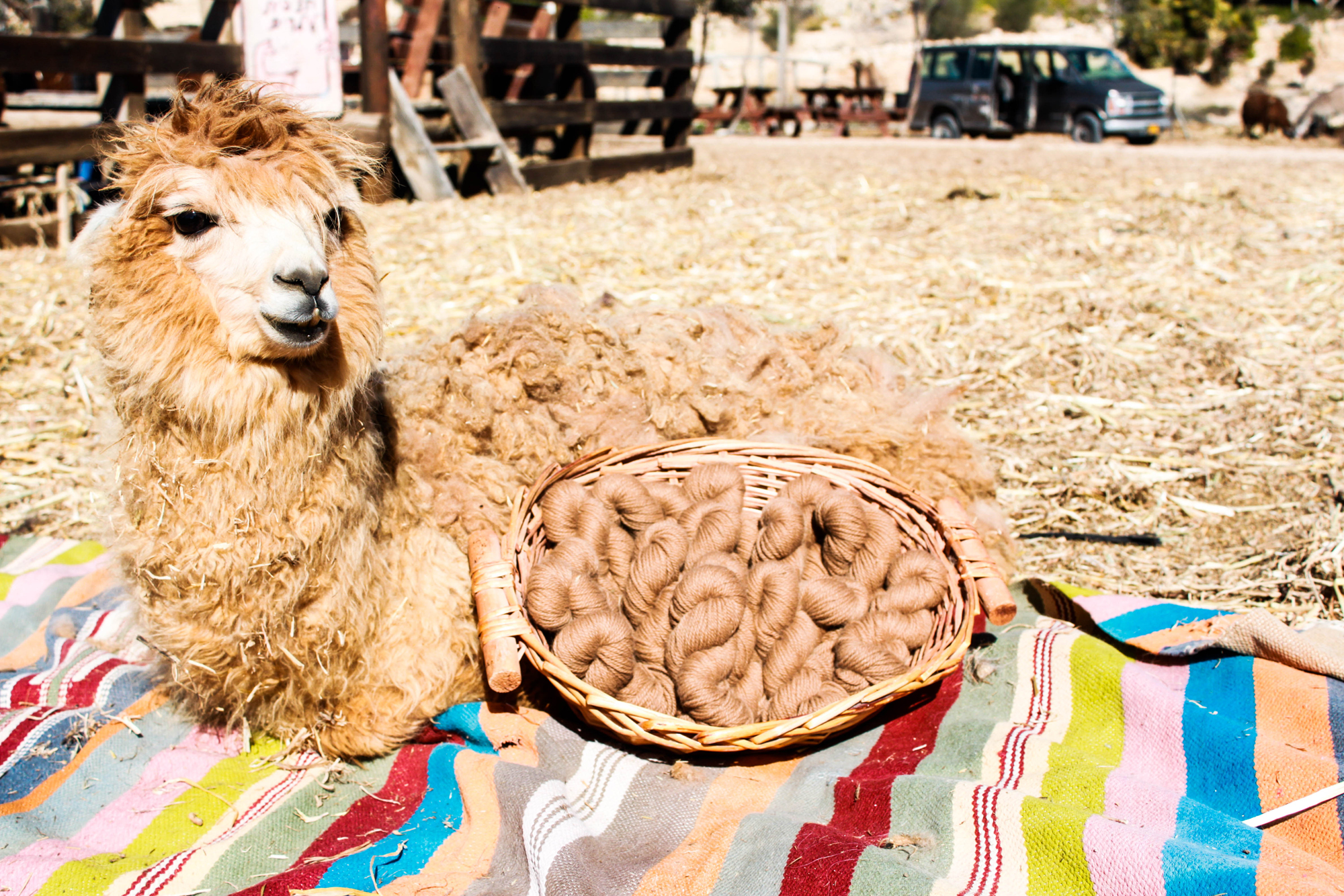 דוללה לסריגה קפה – תמונה 2
