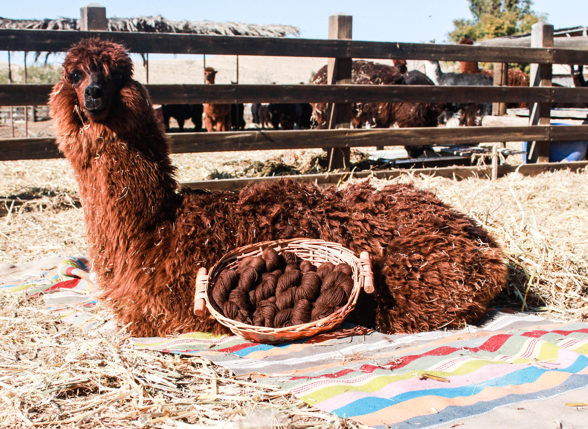 דוללה לסריגה חום כהה – תמונה 2
