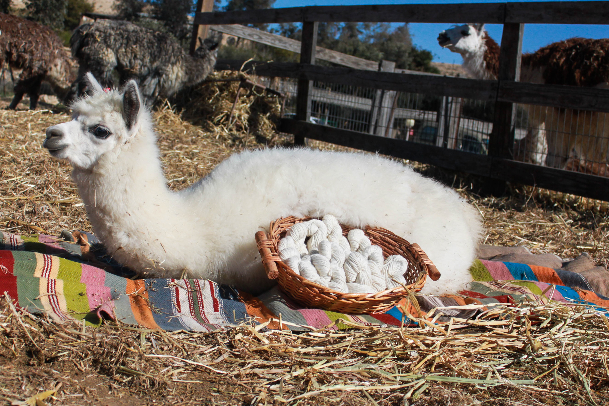דוללה לסריגה לבן – תמונה 2