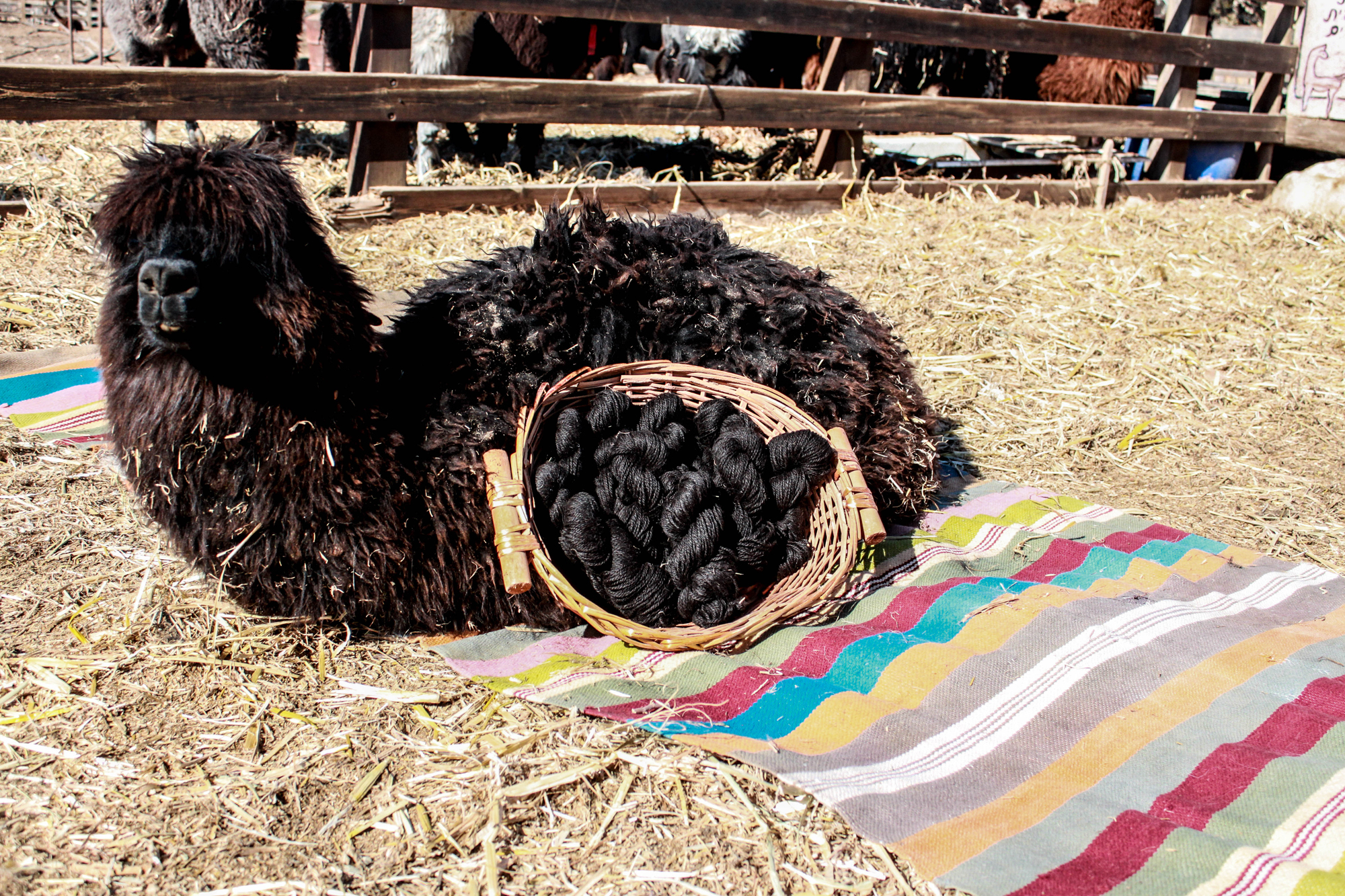 דוללה לסריגה שחור